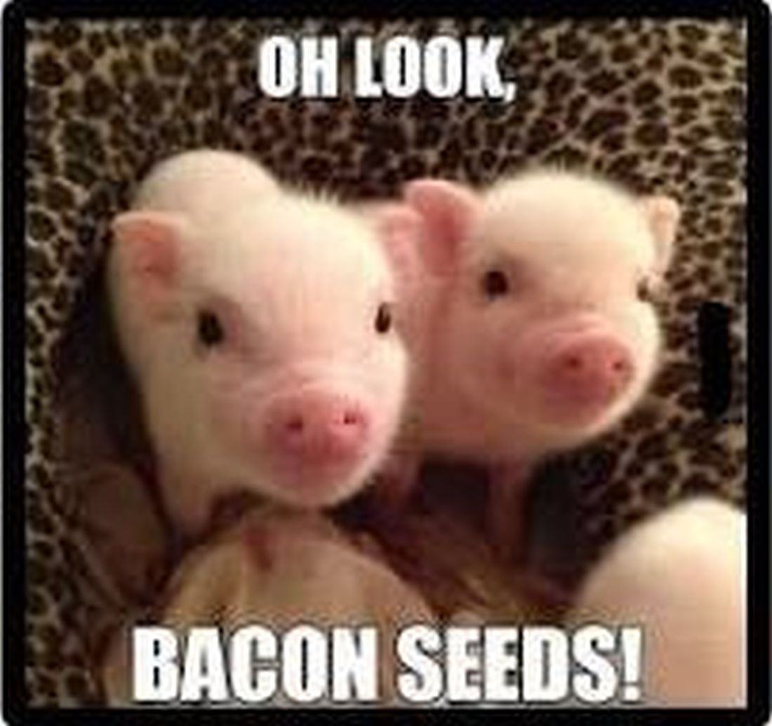 Click to Enlarge-Esc to Close ArtWork1/WiseCracks Comments Memes/baconseeds.jpg